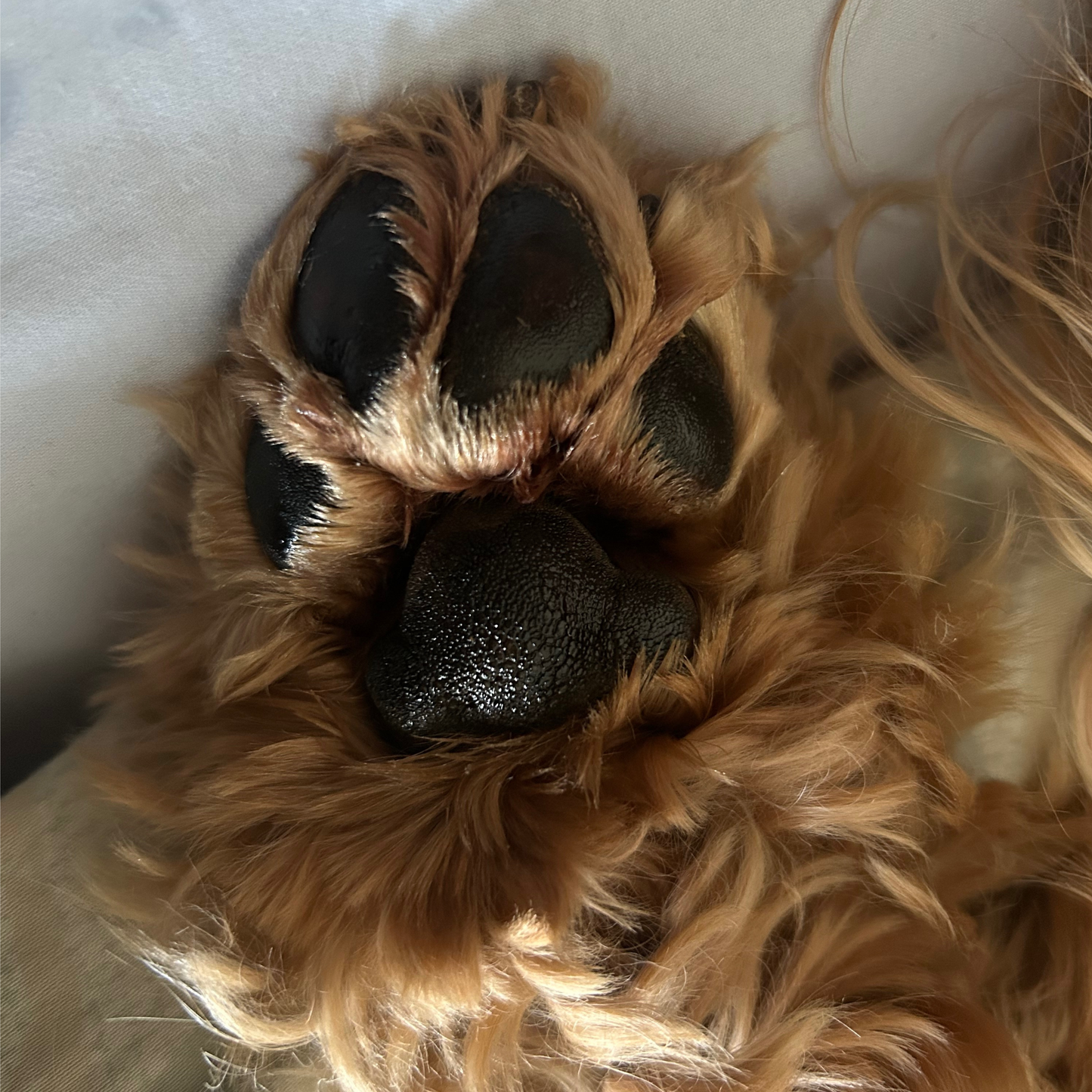 Close-up of a dog's paw looking nourished with a fluffy fur texture
