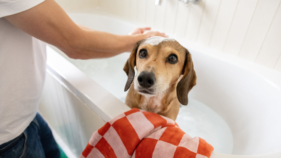 Photo of dog in bath being  washed with red and pink towel hanging over bath