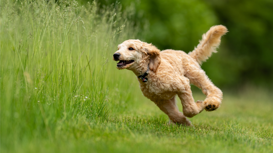 Grass Seed Season: How to Protect Your Dog's Paws (and Coat) This Summer