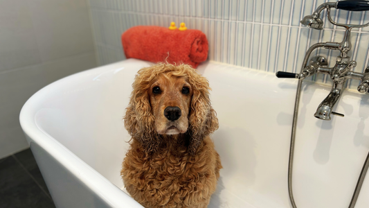 7 Proven Tips to Get Your Dog to Love Bath Time (Without the Stress)