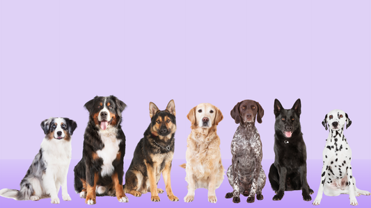 Line up of different dog breeds with lilac background