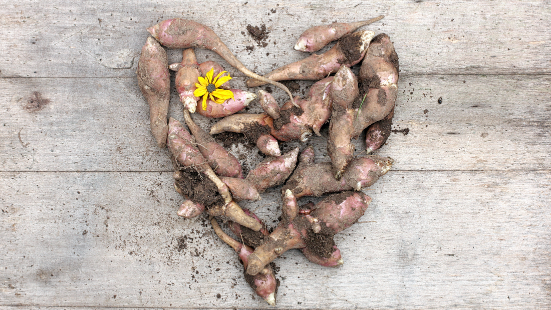 The Benefits of Prebiotics in Dog Shampoo: A Guide to the Skin Microbiome