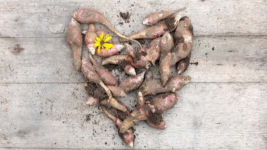 The Benefits of Prebiotics in Dog Shampoo: A Guide to the Skin Microbiome