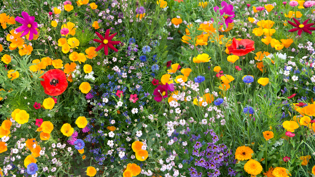 Spring Safety Guide: 5 Toxic Plants Every Dog Parent Should Know
