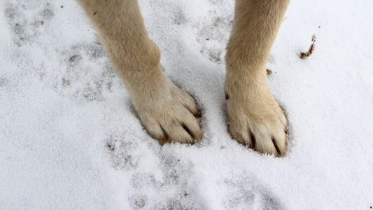 Winter Hazards for Dogs: What to Look Out for on Cold-Weather Walks