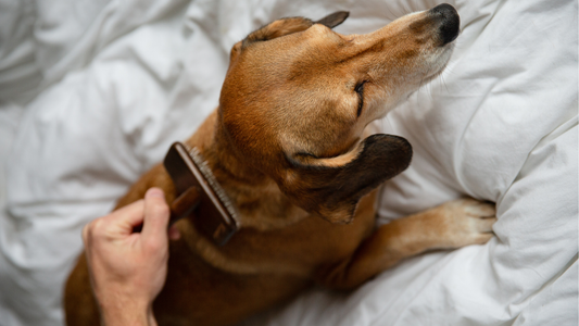 How to Reduce Dog Shedding Naturally (And When It’s Normal)