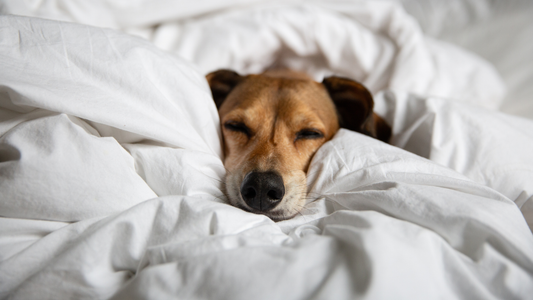 Dog sleeping in the middle of white duvet looking cosy