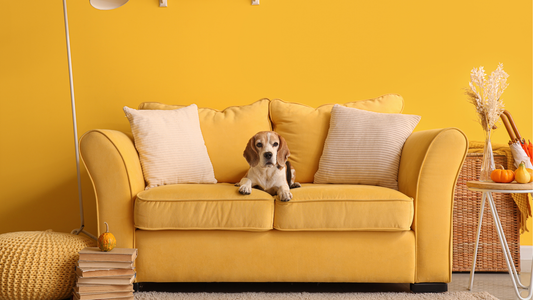 Why Does My House Smell Like Dog? Simple, Pet-Safe Solutions
