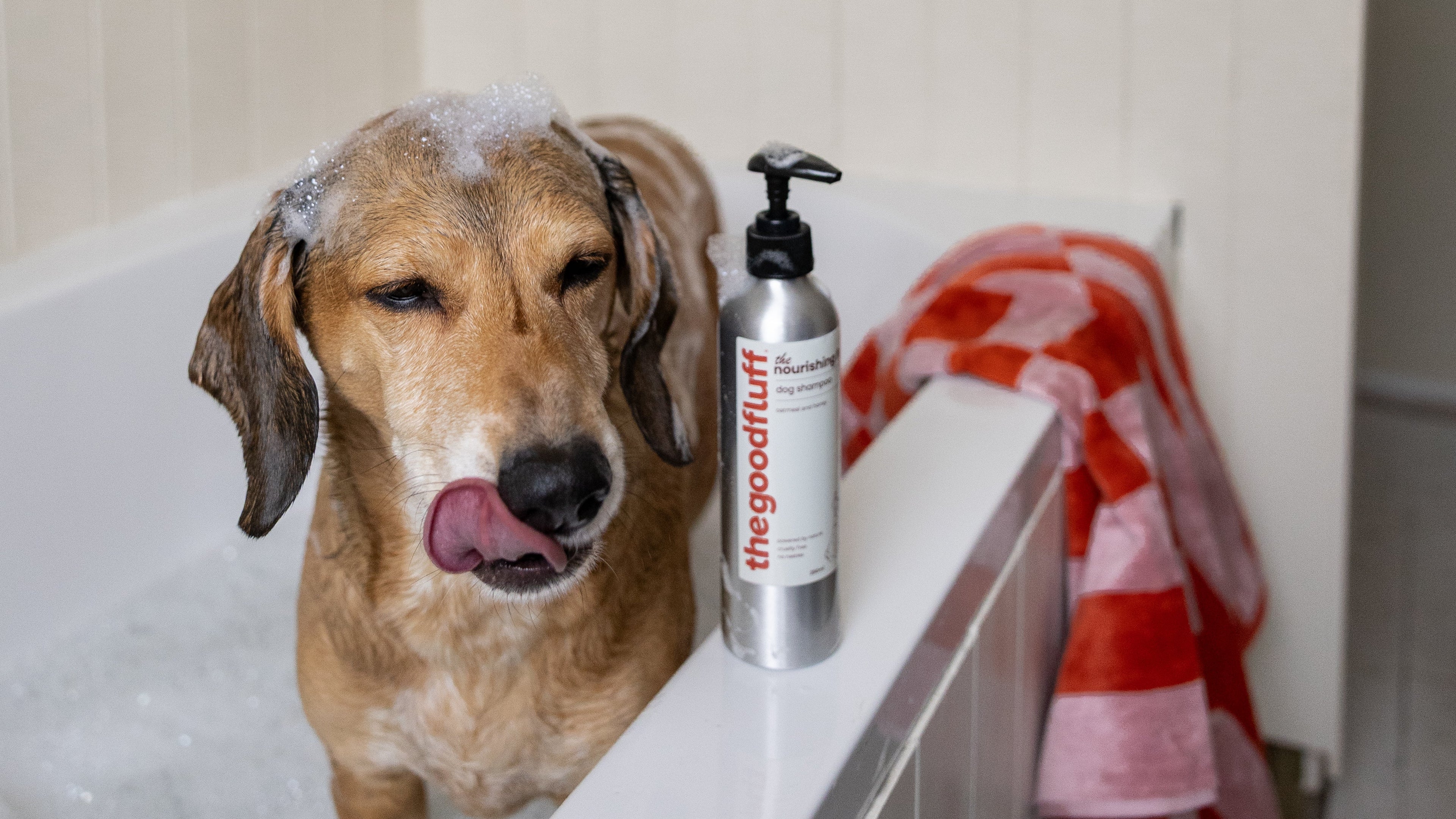 Dog in a bathtub with a bottle of the good fluff natural dog shampoo and a red and pink stripe towel.