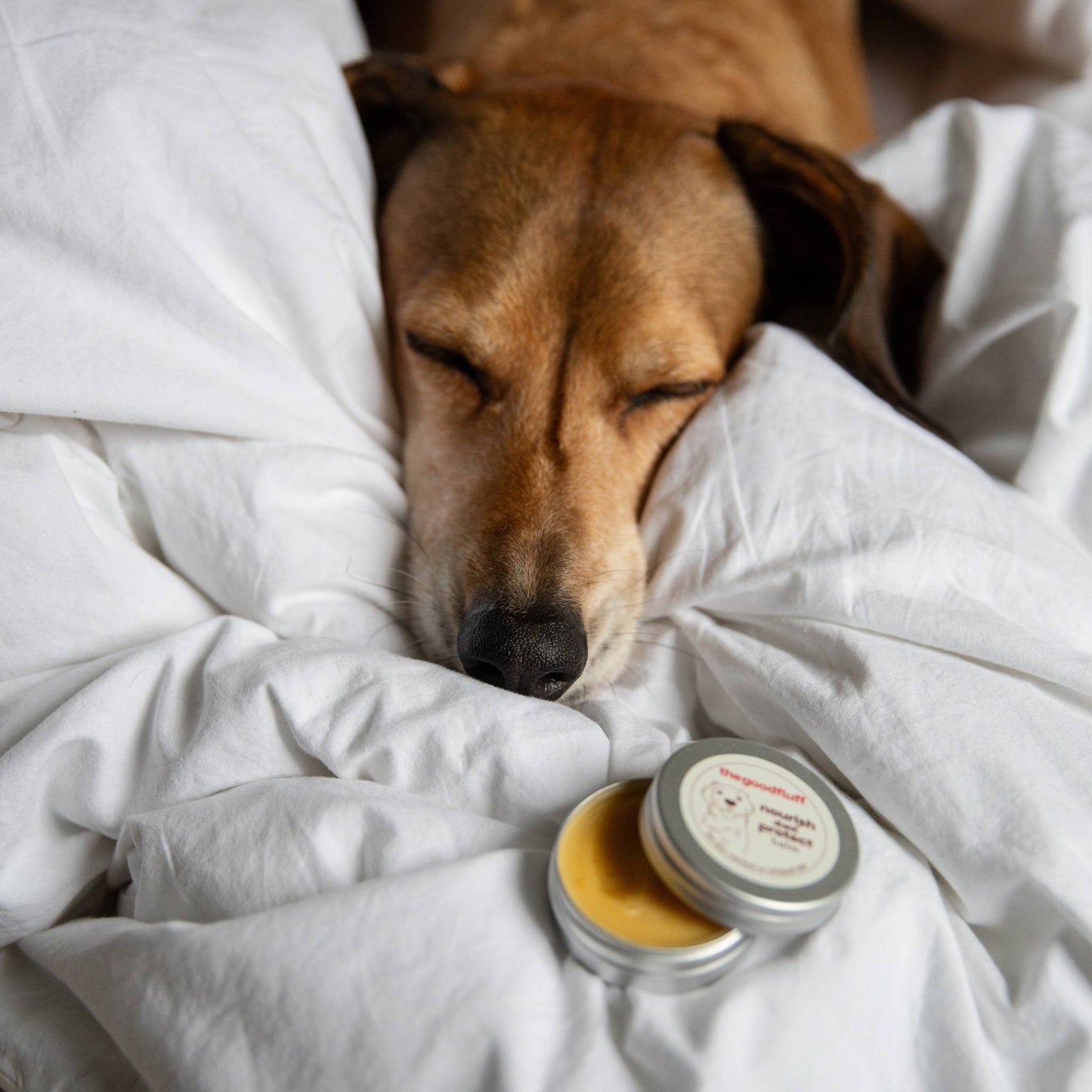 Dog sleeping under white sheets with a tin of natural dog balm on the bed.
