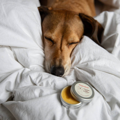 Dog sleeping under white sheets with a tin of natural dog balm on the bed.