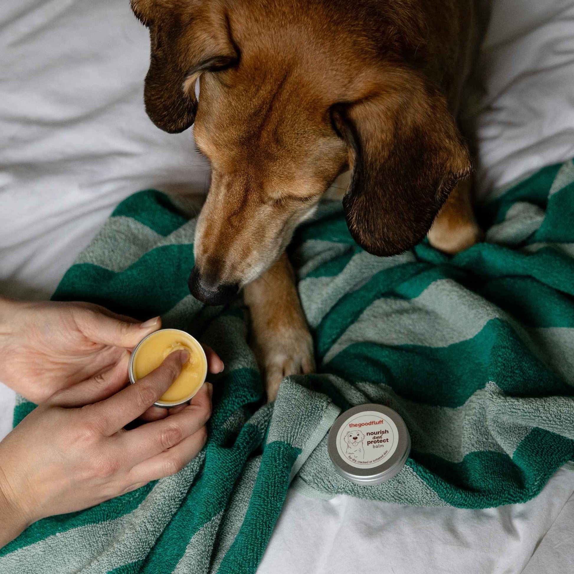 Dog over a tin of natural nourish and protect balm and owners hands in the tin about to apply the product. 