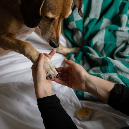 Dog on bed with a green striped towel with paw up whilst owner applies some nourish and protect balm