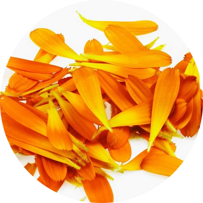 Calendula flower used in dog shampoo for soothing itchy skin, reducing inflammation, and supporting healing naturally