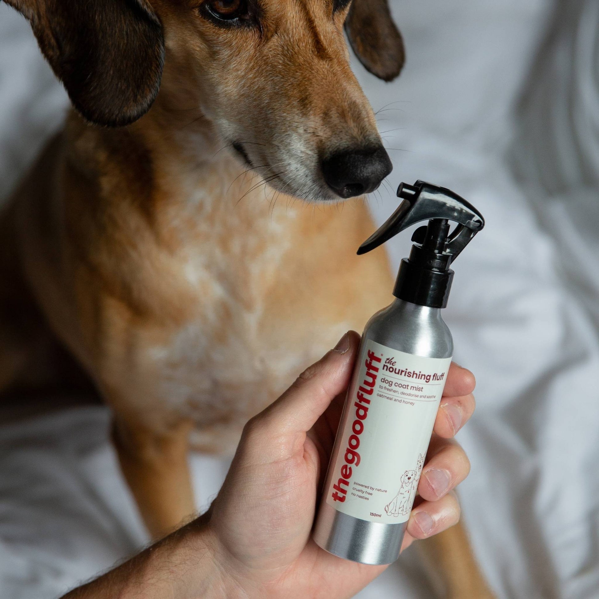 Dog looking at a bottle of 'the good fluff' nourishing fluff natural coat mist held by dogs owner