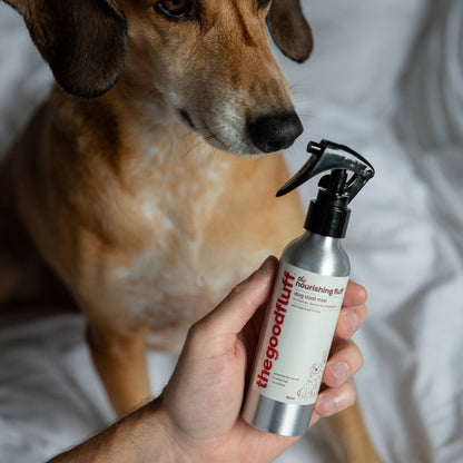 Dog looking at a bottle of 'the good fluff' nourishing fluff natural coat mist held by dogs owner