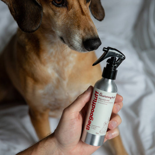 Dog looking at a bottle of 'the good fluff' nourishing fluff natural coat mist held by dogs owner