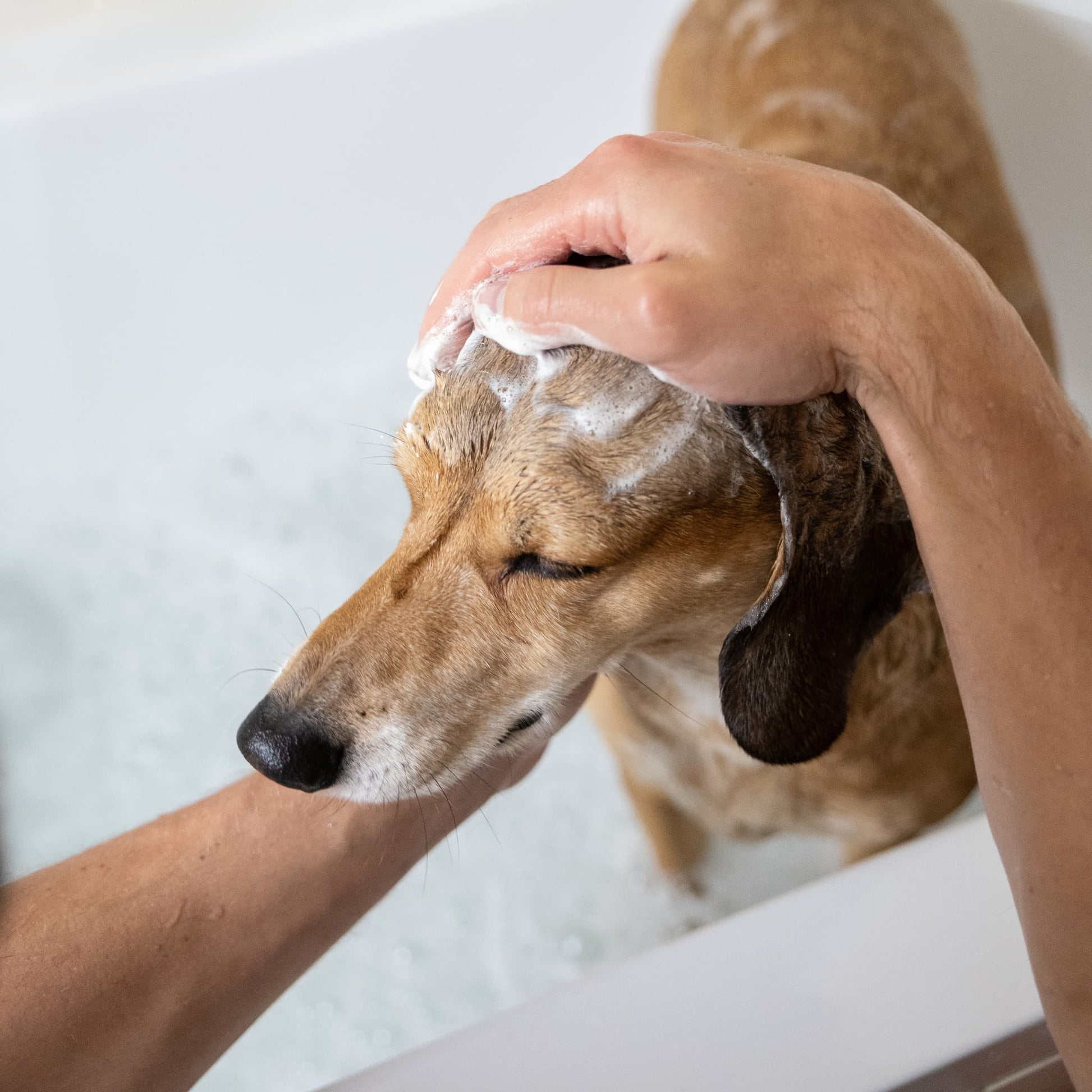 Person washing a dog with soap and water, focusing on the dog's face.