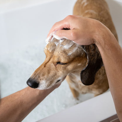 Person washing a dog with soap and water, focusing on the dog's face.