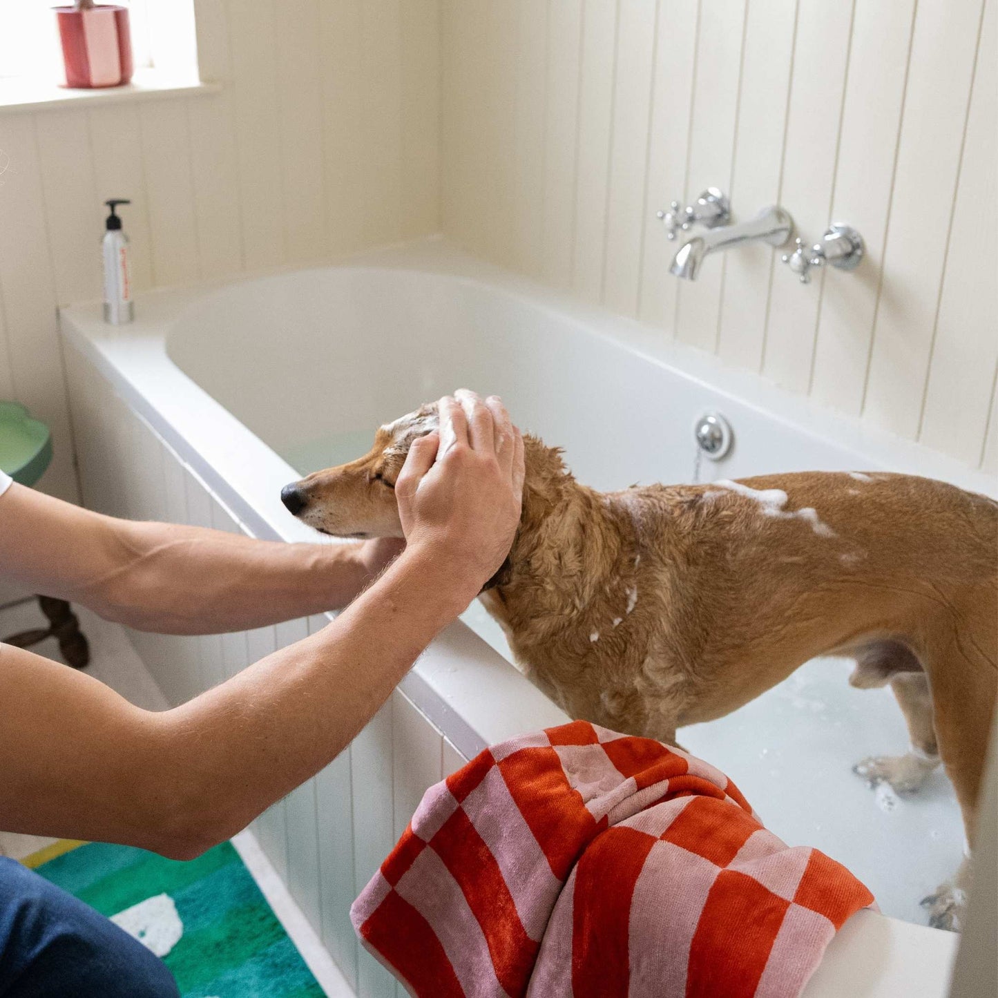 Person giving a dog a bath in a bathtub with red and pink striped towel nearby.