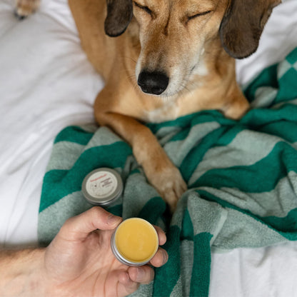 Dog lying on a green and white striped blanket with a person holding a tin of nourishing balm for dry skin