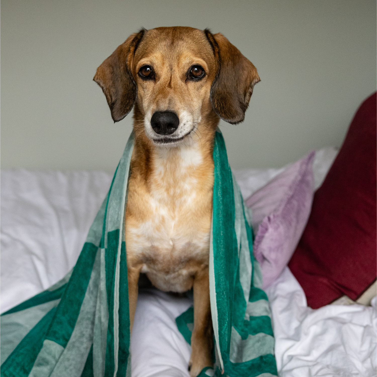 Dog wrapped in a green striped towel sitting on a bed with pillows.