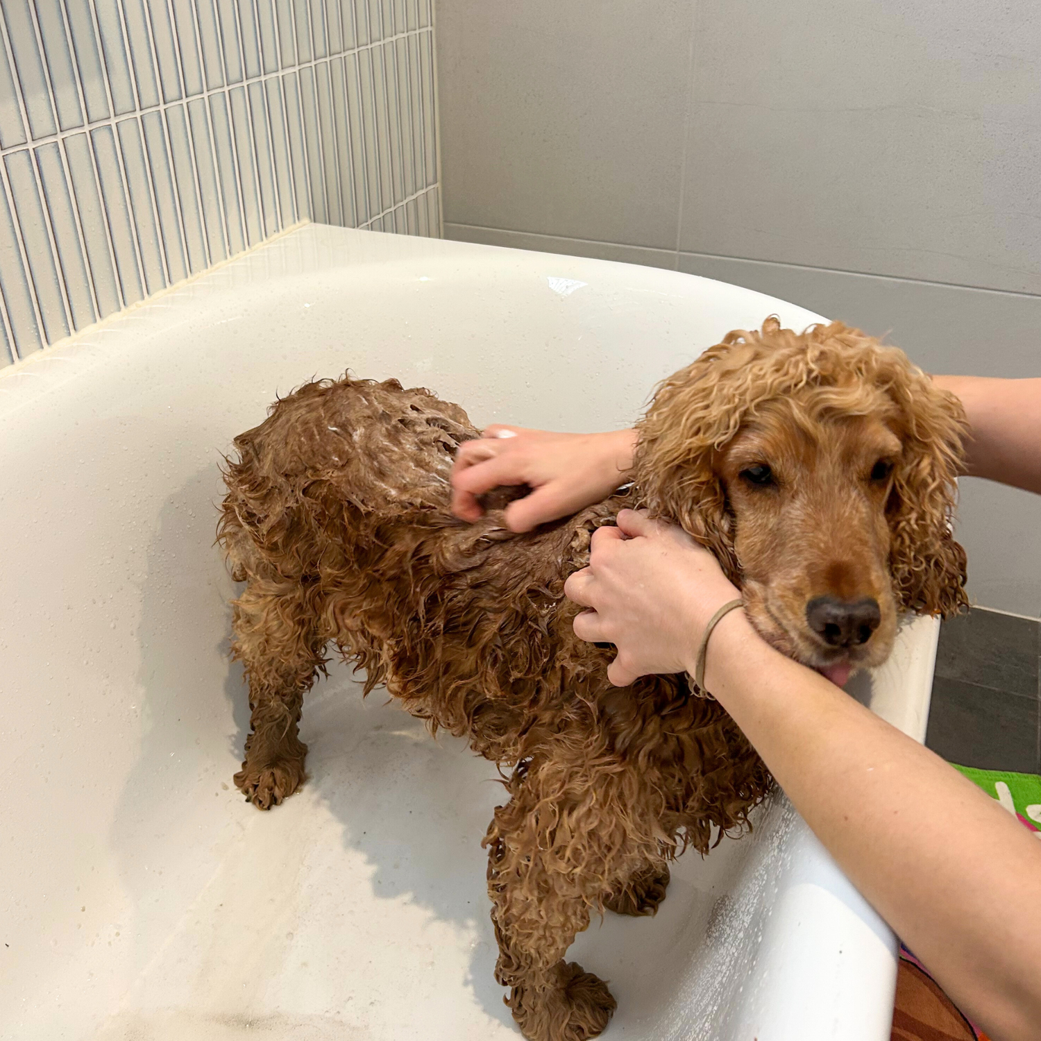 Golden Cocker Spaniel in the bath being washed
